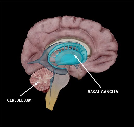 Cerebellum & Basal Ganglia.jpg