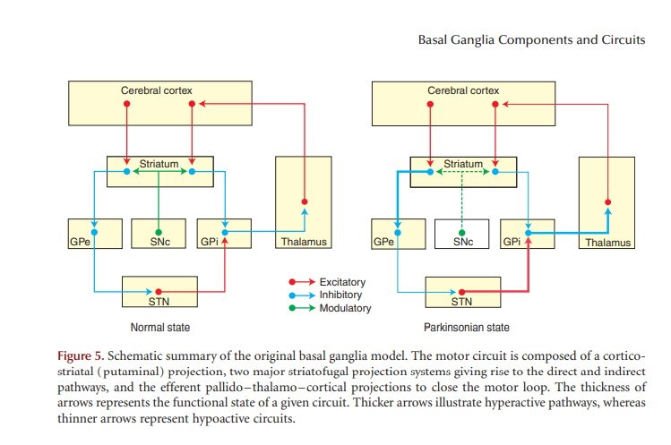 Old Basal Ganglia schematics.jpg