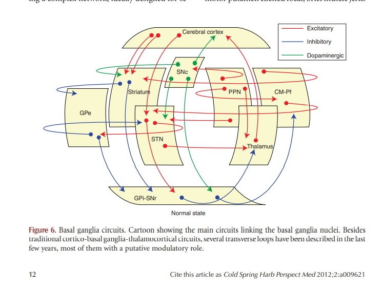 New Basal Ganglia schematics.jpg